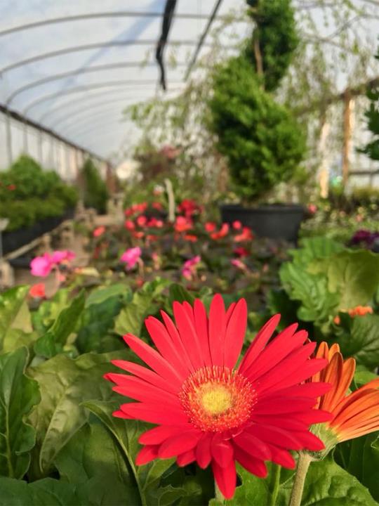 Hillview Garden & Floral Bowling Green, KY